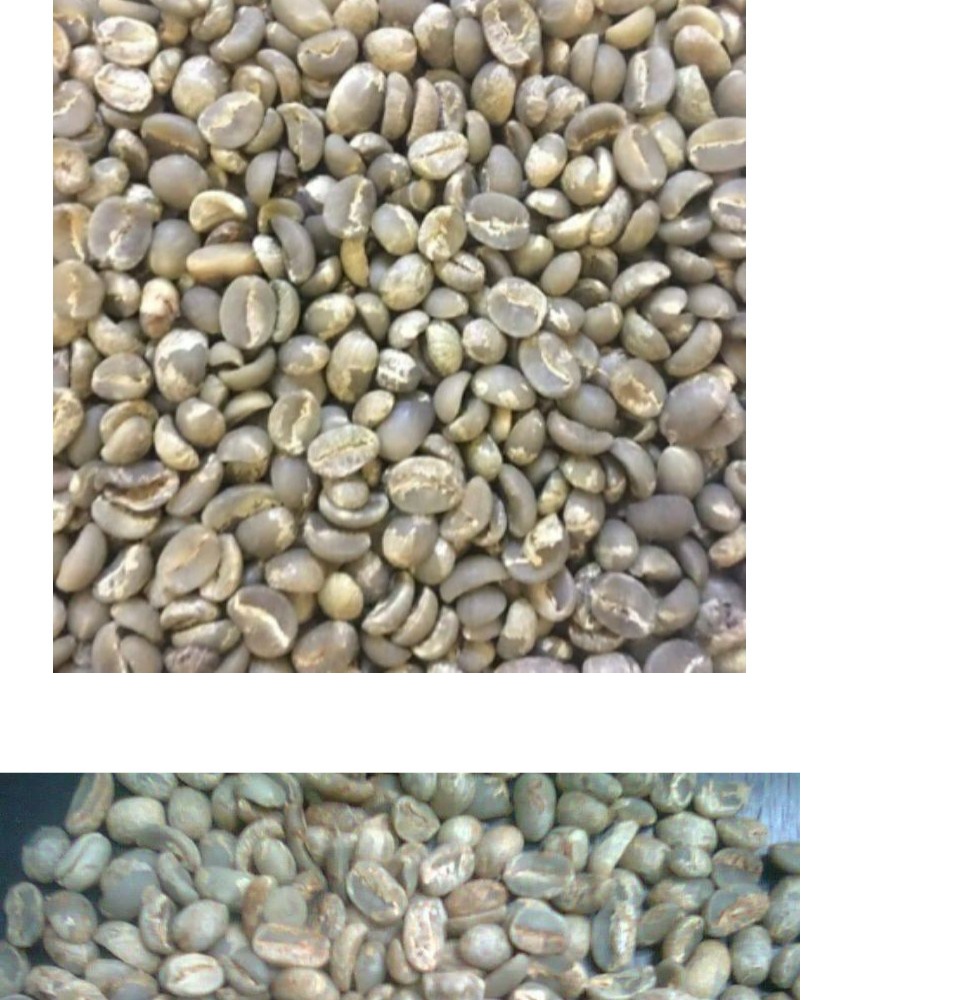 1 kg cà phê nhân robusta (hạt chưa rang) _CÂY GIỐNG ĐỨC MẠNH