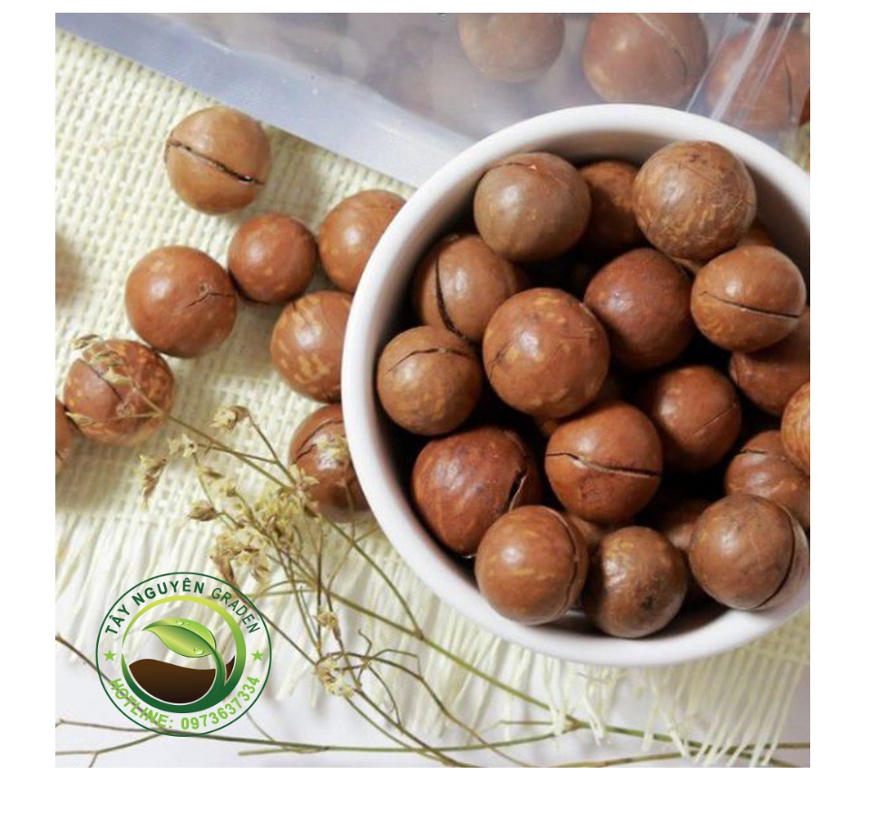 500G Hạt mắc ca Đắk Lắk - Hạt macca Đăk Lắk