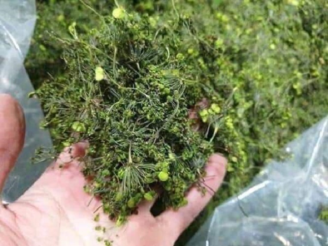 Trà hoa  sâm Hàn Quốc