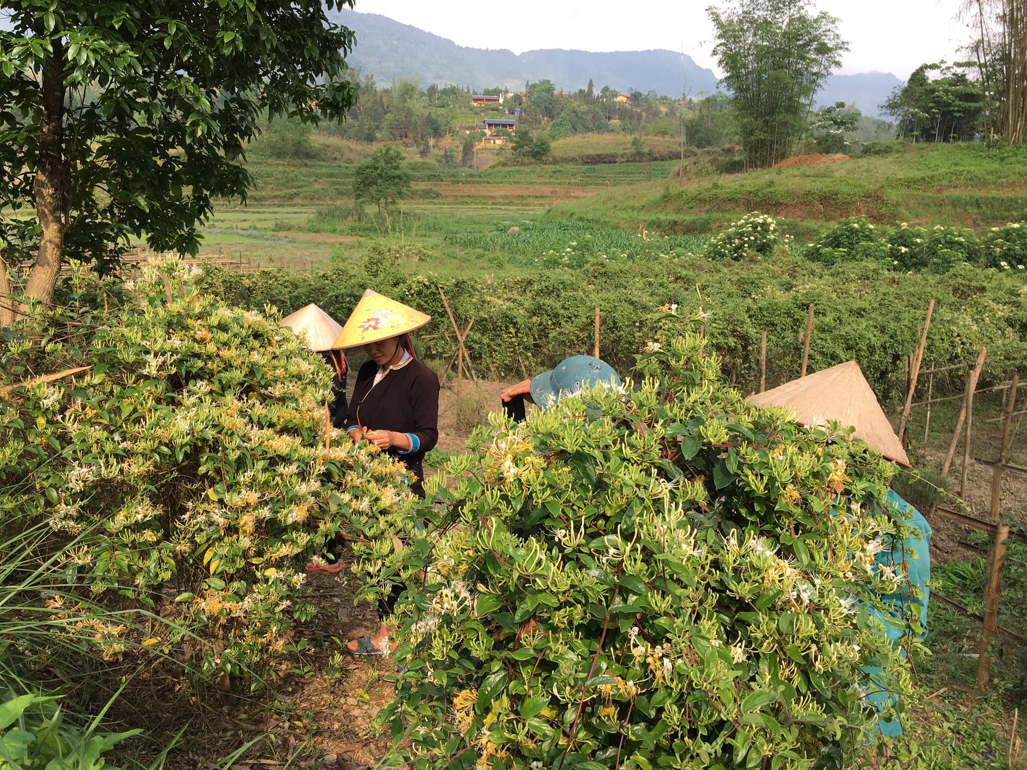 Trà Kim ngân hoa - Kháng sinh tự nhiên từ thực vật, giúp lợi tiểu và thải độc.