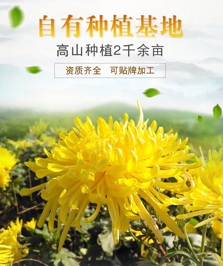 Trà hoa cúc lụa hoàng gia 10 bông