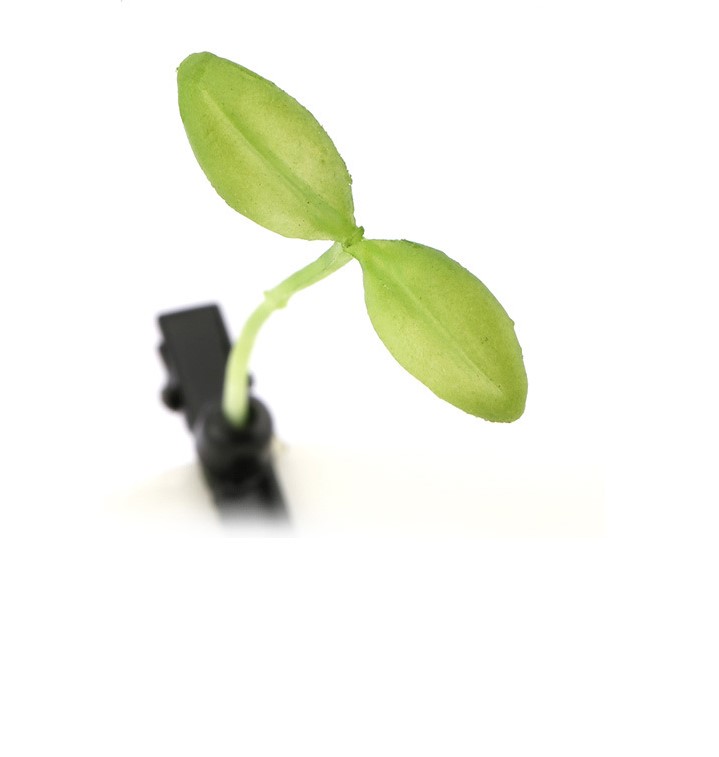 Combo bộ 5 cây kẹp tóc mầm cây cute