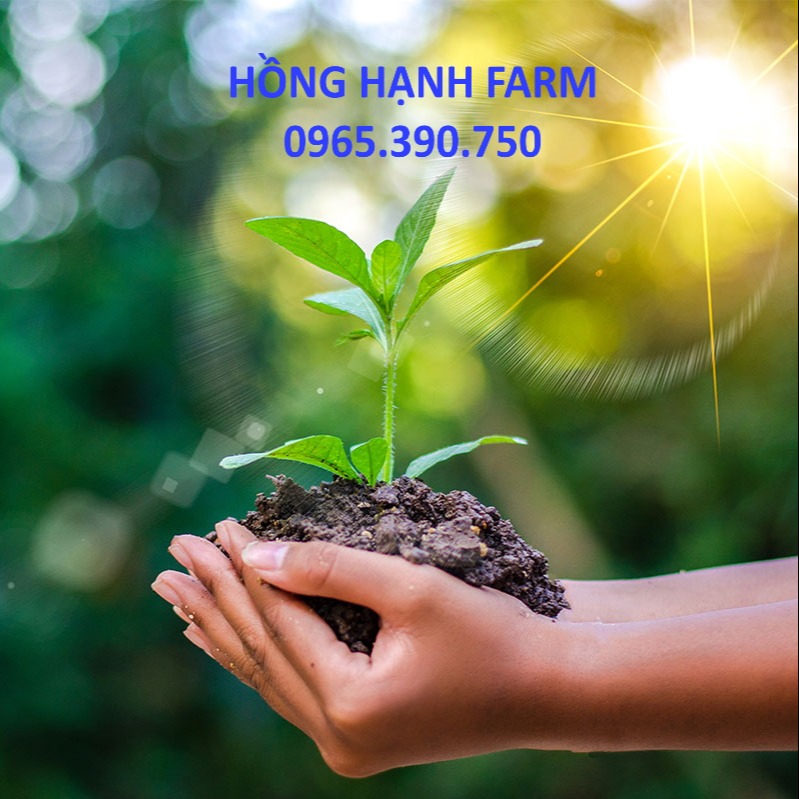 Hong Hanh Farm