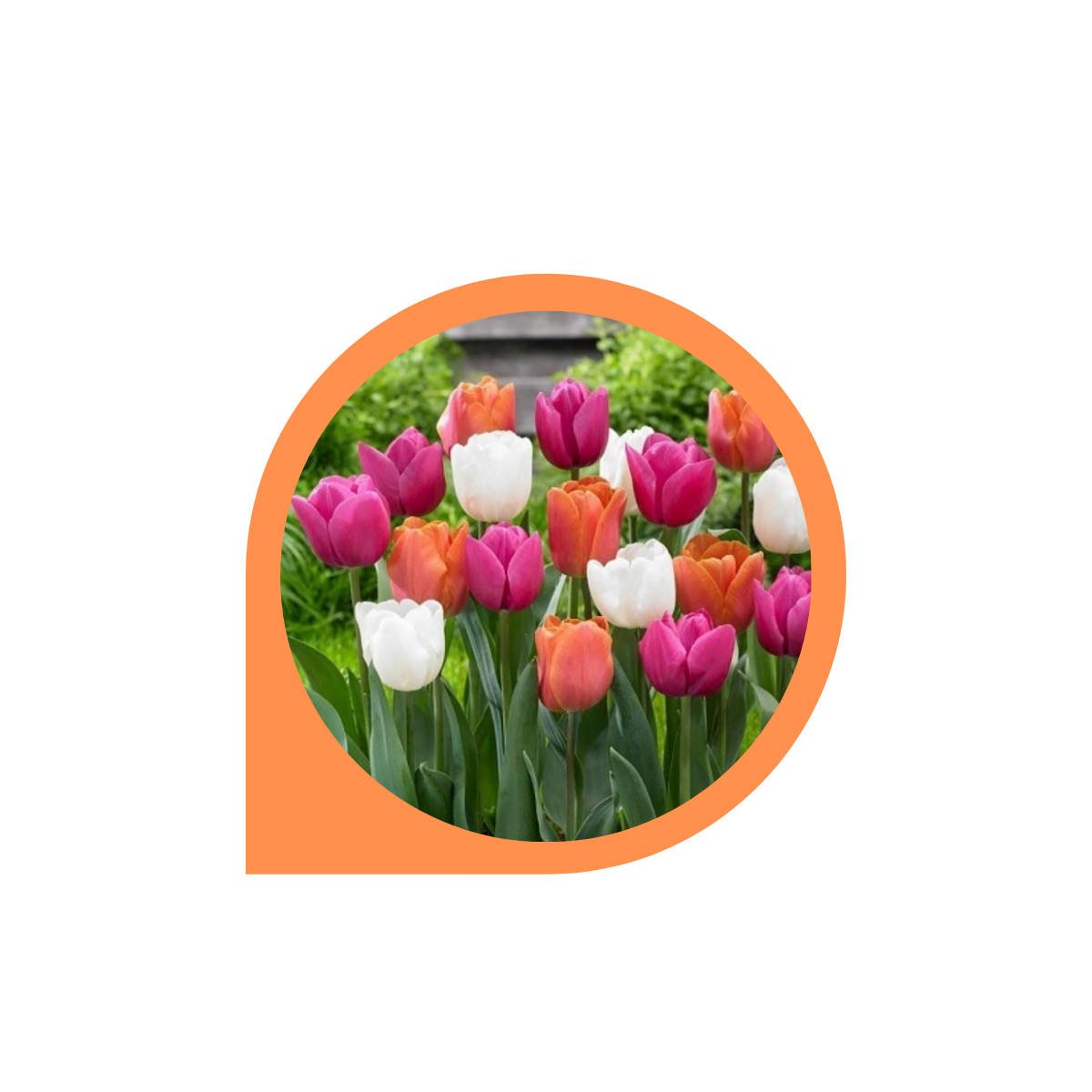 Combo 10 chai Kem tan mỡ bụng, Gel tan mỡ bụng Quế Olic - 4 Girls