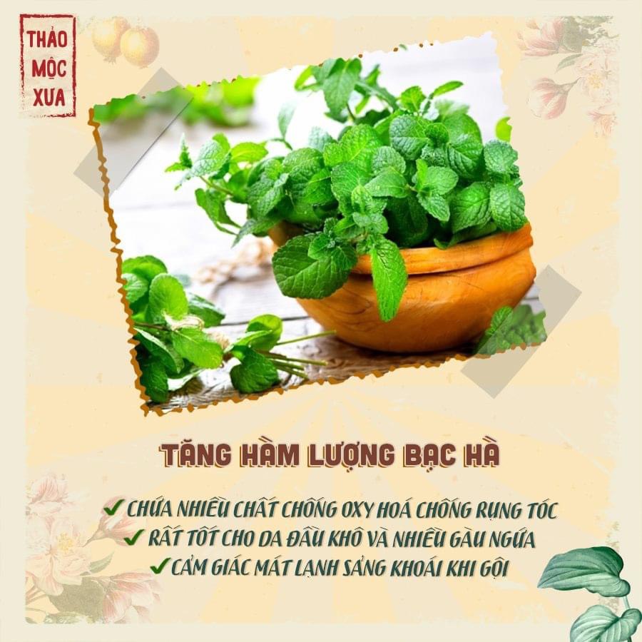 Dầu Gội Bồ Kết Thảo Dược Kích Thích Mọc Tóc Ngăn Rụng Tóc Giảm Ngứa Gàu Thảo Mộc Xưa Organic 500ml Hiệu Quả Sau 7 Ngày Miquala