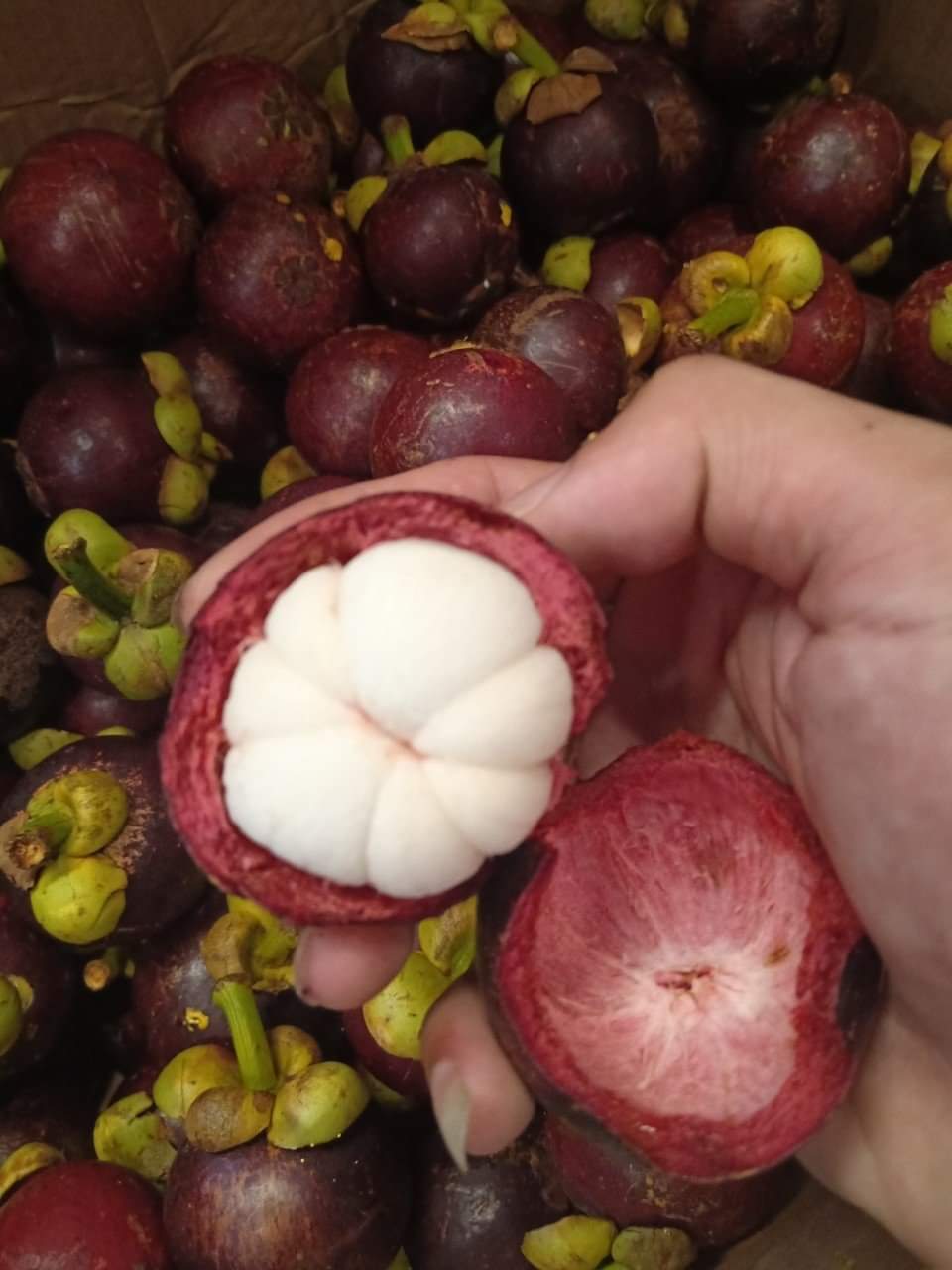 MĂNG CỤT Lái Thiêu đầu mùa tươi ngon chín đều không bị chai -1kg - Giao nhanh khu vực TP.HCM